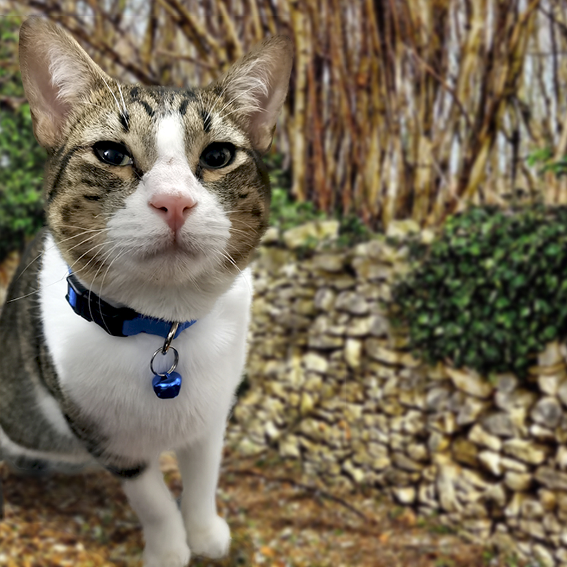 Bosques del Silencio