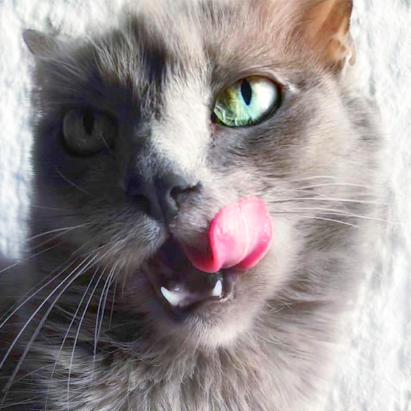 Bosques del Silencio