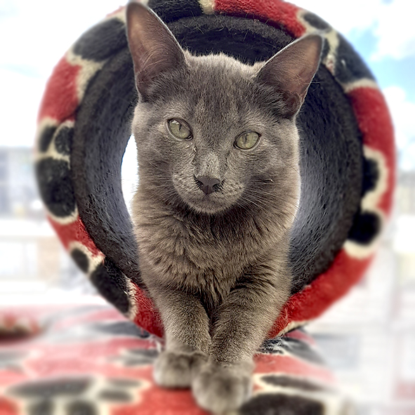 Bosques del Silencio