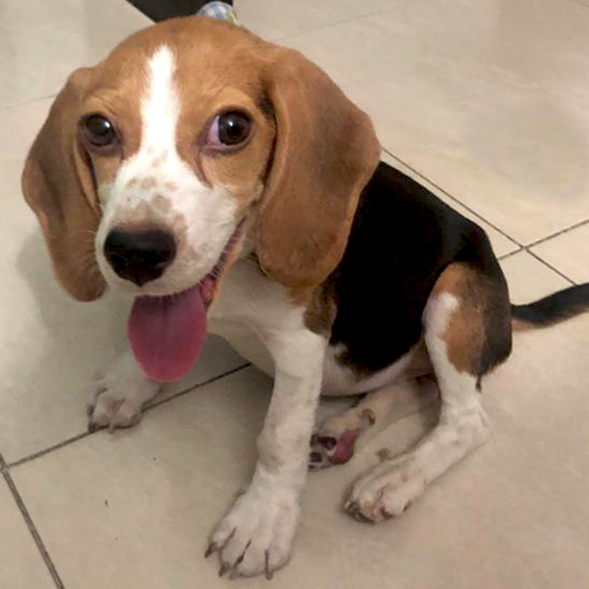 Bosques del Silencio