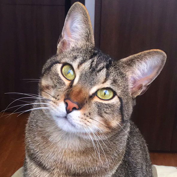 Bosques del Silencio