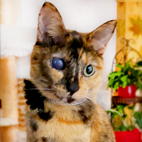 Bosques del Silencio