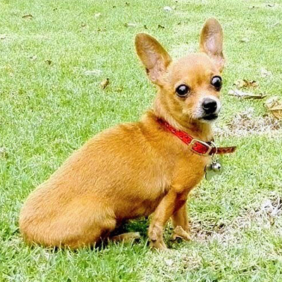 Bosques del Silencio