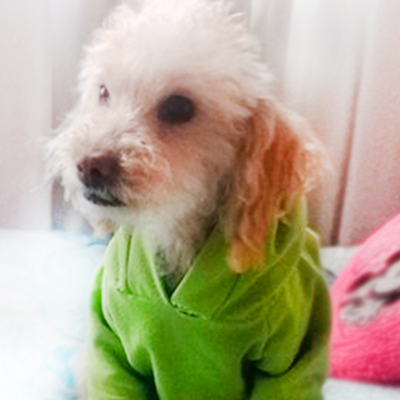 Bosques del Silencio