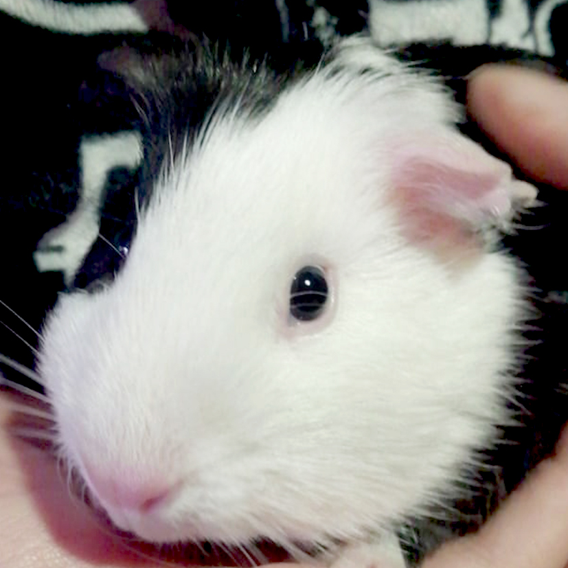 Bosques del Silencio