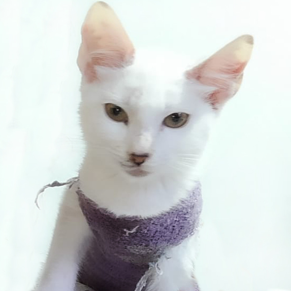 Bosques del Silencio