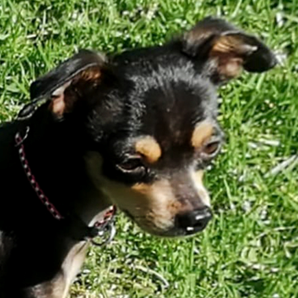 Bosques del Silencio