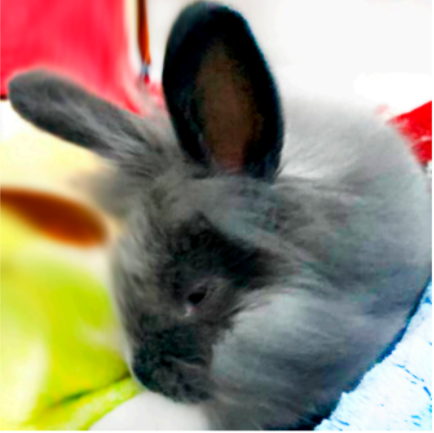 Bosques del Silencio