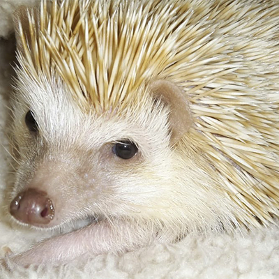 Bosques del Silencio