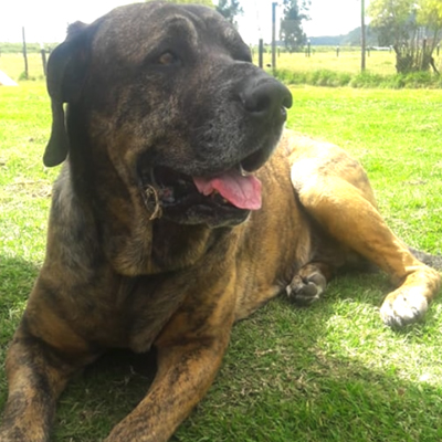 Bosques del Silencio