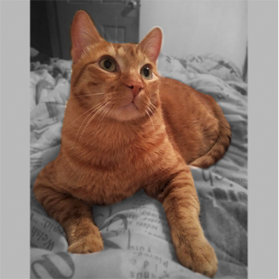 Bosques del Silencio