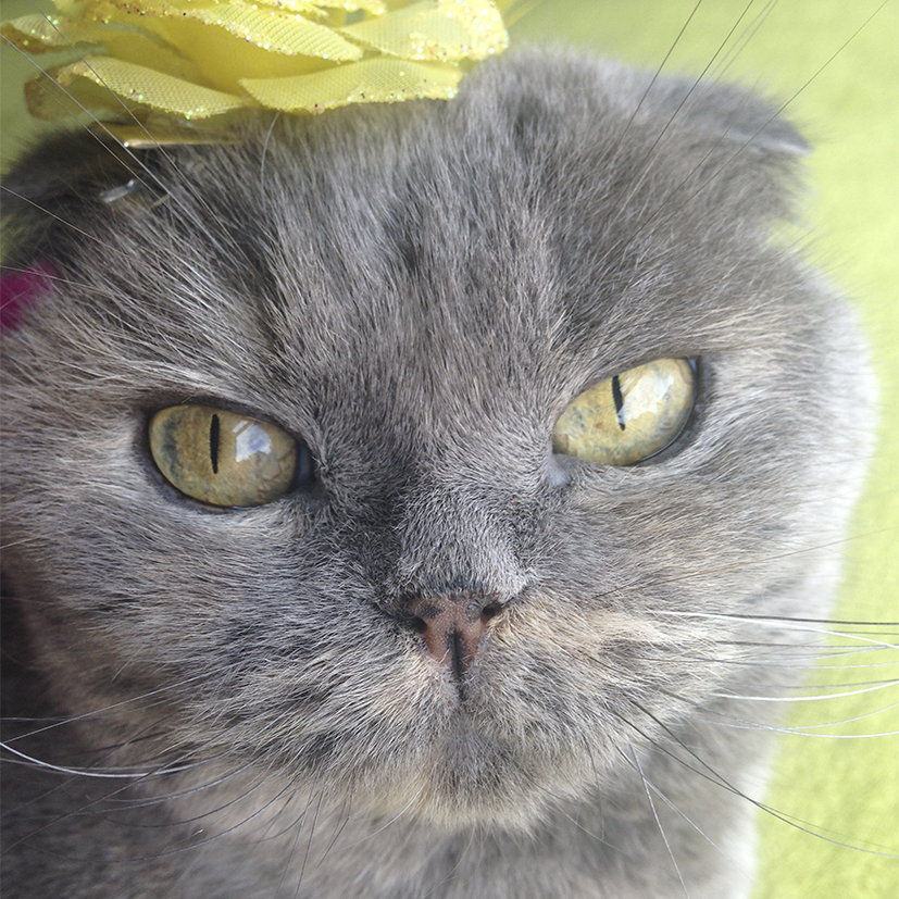 Bosques del Silencio