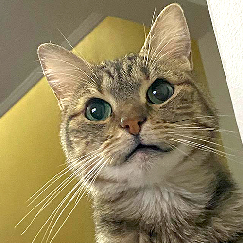 Bosques del Silencio