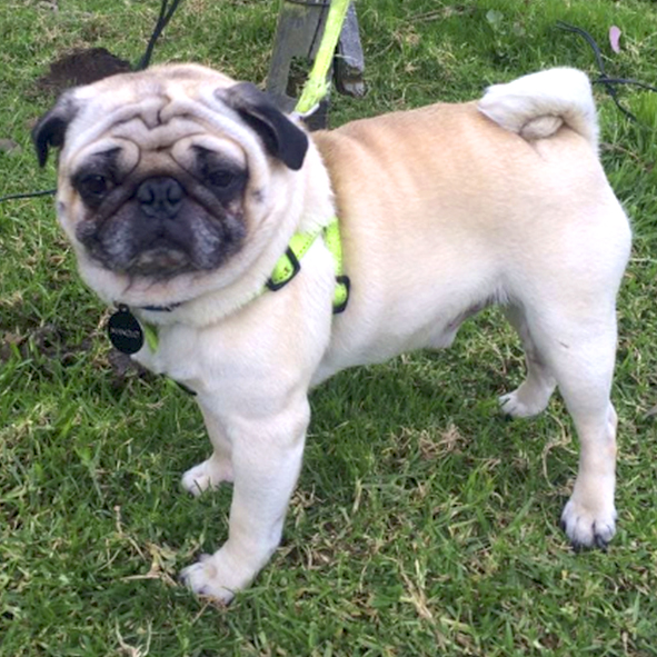 Bosques del Silencio