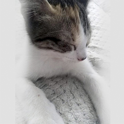 Bosques del Silencio