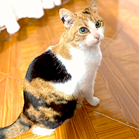 Bosques del Silencio