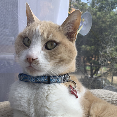 Bosques del Silencio