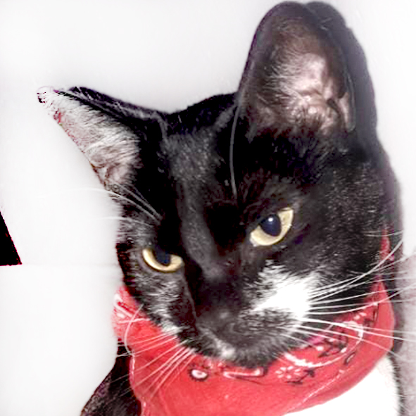 Bosques del Silencio