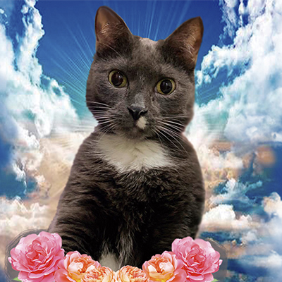 Bosques del Silencio