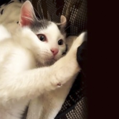 Bosques del Silencio