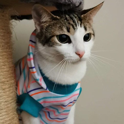 Bosques del Silencio