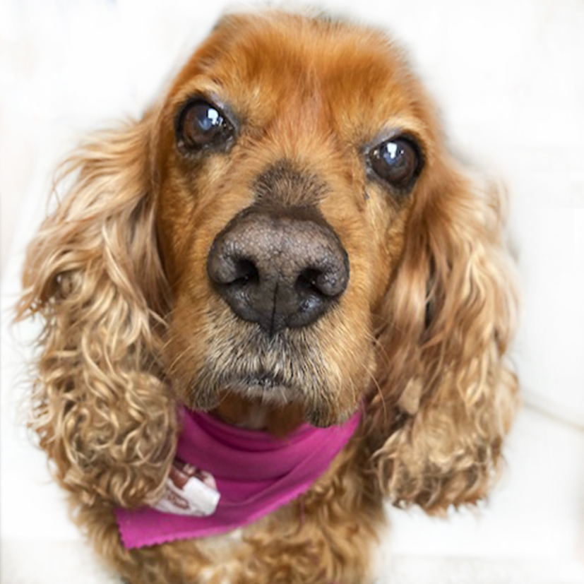 Bosques del Silencio