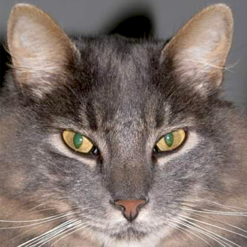 Bosques del Silencio