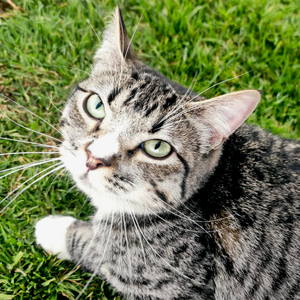 Bosques del Silencio