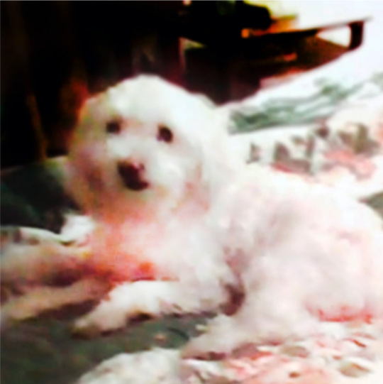 Bosques del Silencio